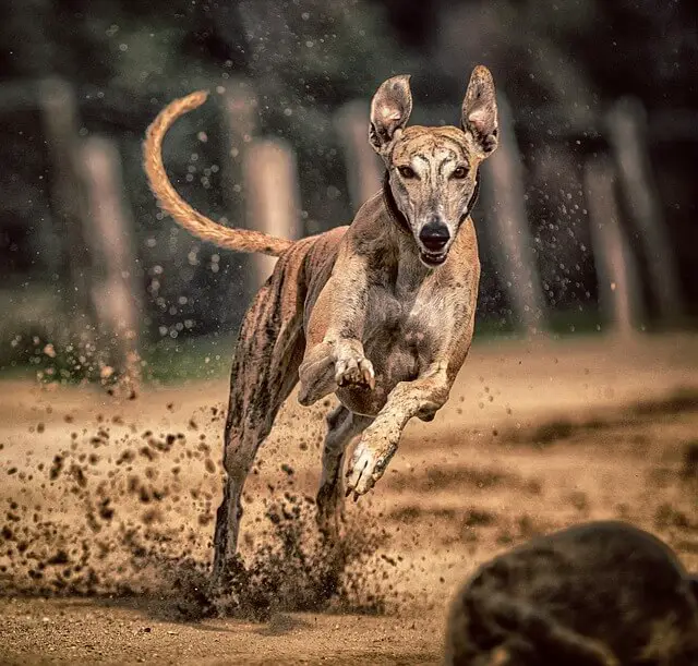 galgo atigrado corriendo