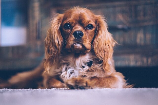 brown cavalier spaniel