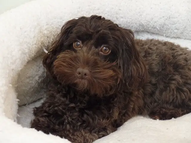 brown cockapoo