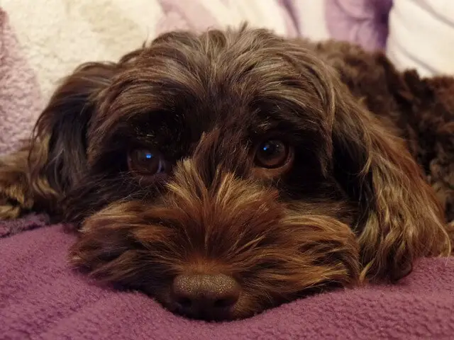 brown cockapoo