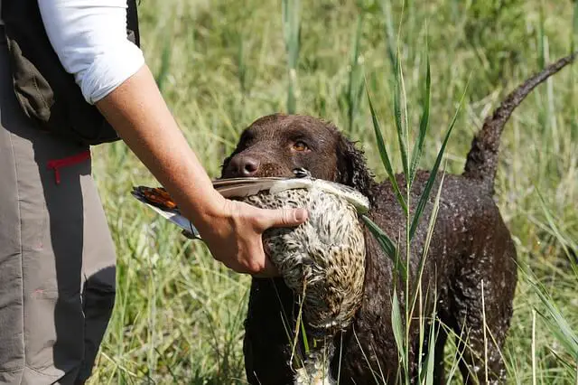 brown Curly-Coated Retriever