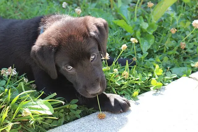 brown lab