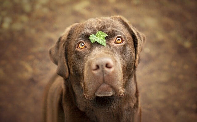 brown labrador