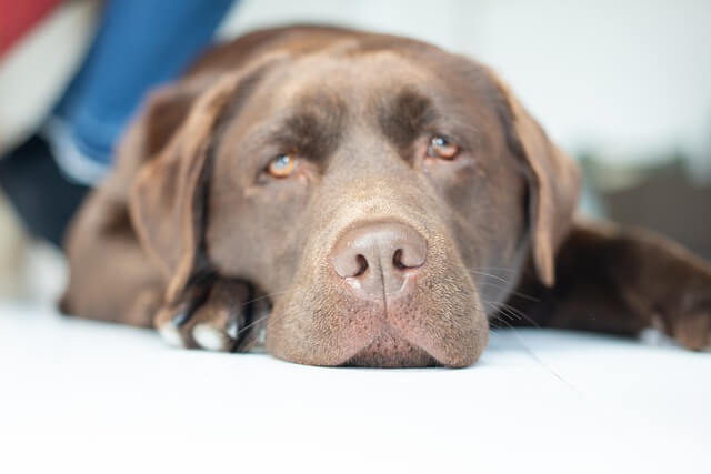 brown labrador