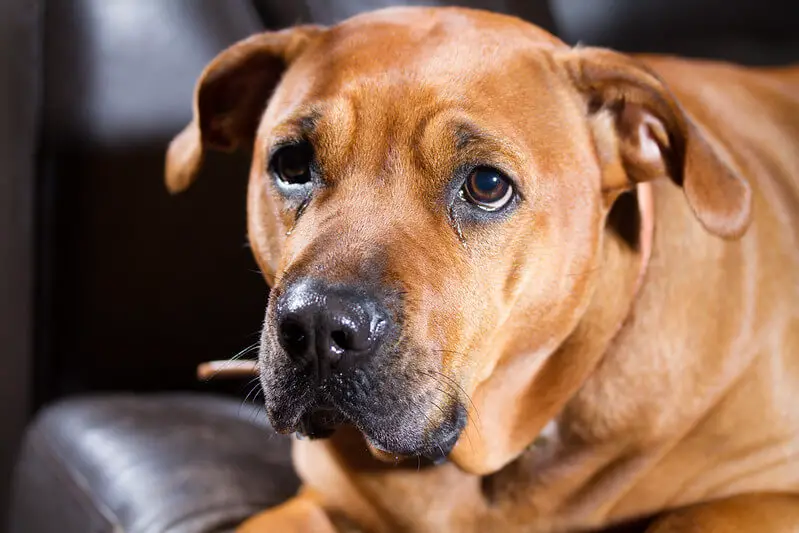 Brown Mastador