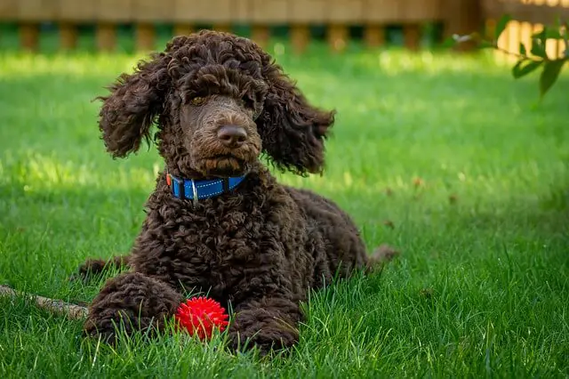 brown poodle