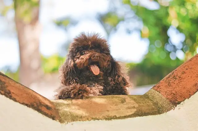 brown poodle