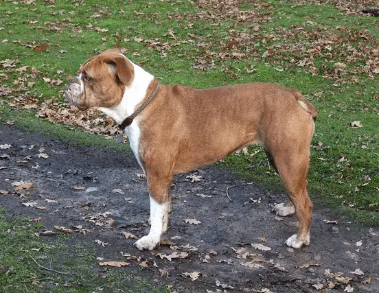 brown victorian bulldog