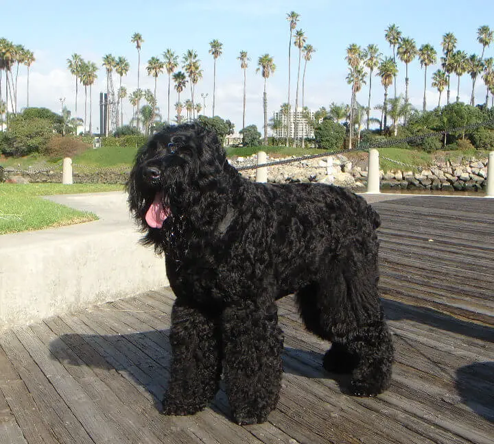 black russian terrier