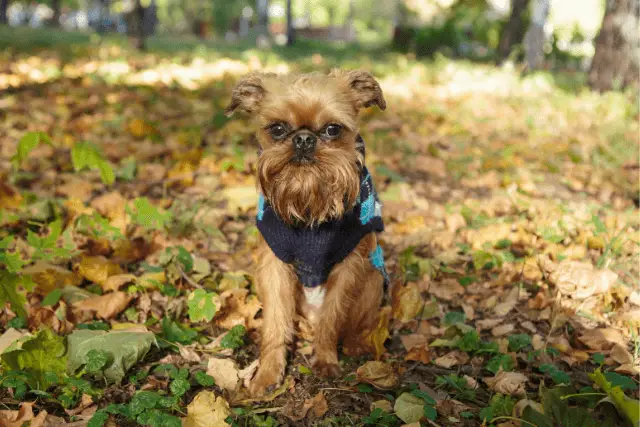 Brussels Griffon