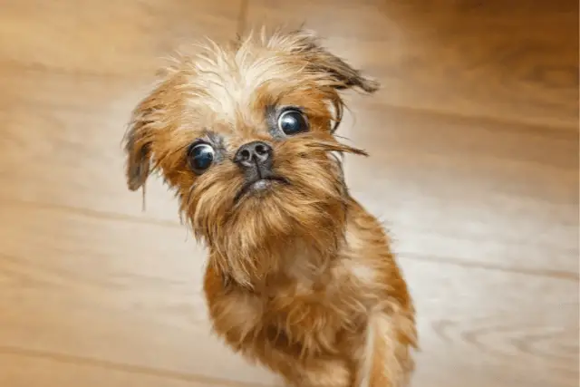 Brussels Griffon