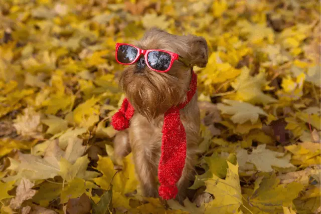 Brussels Griffon