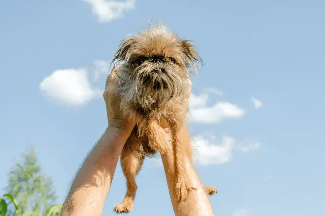 Brussels Griffon