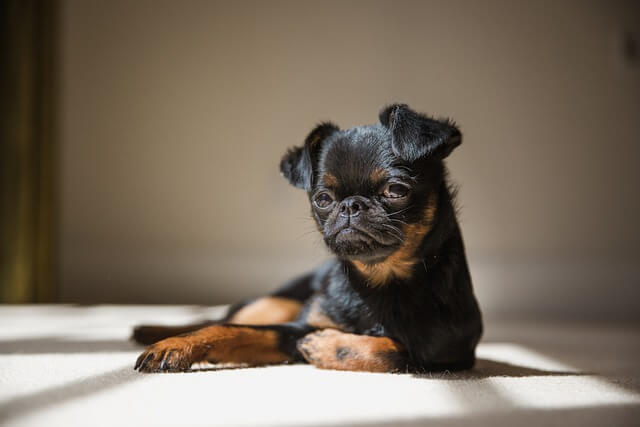 brussels griffon