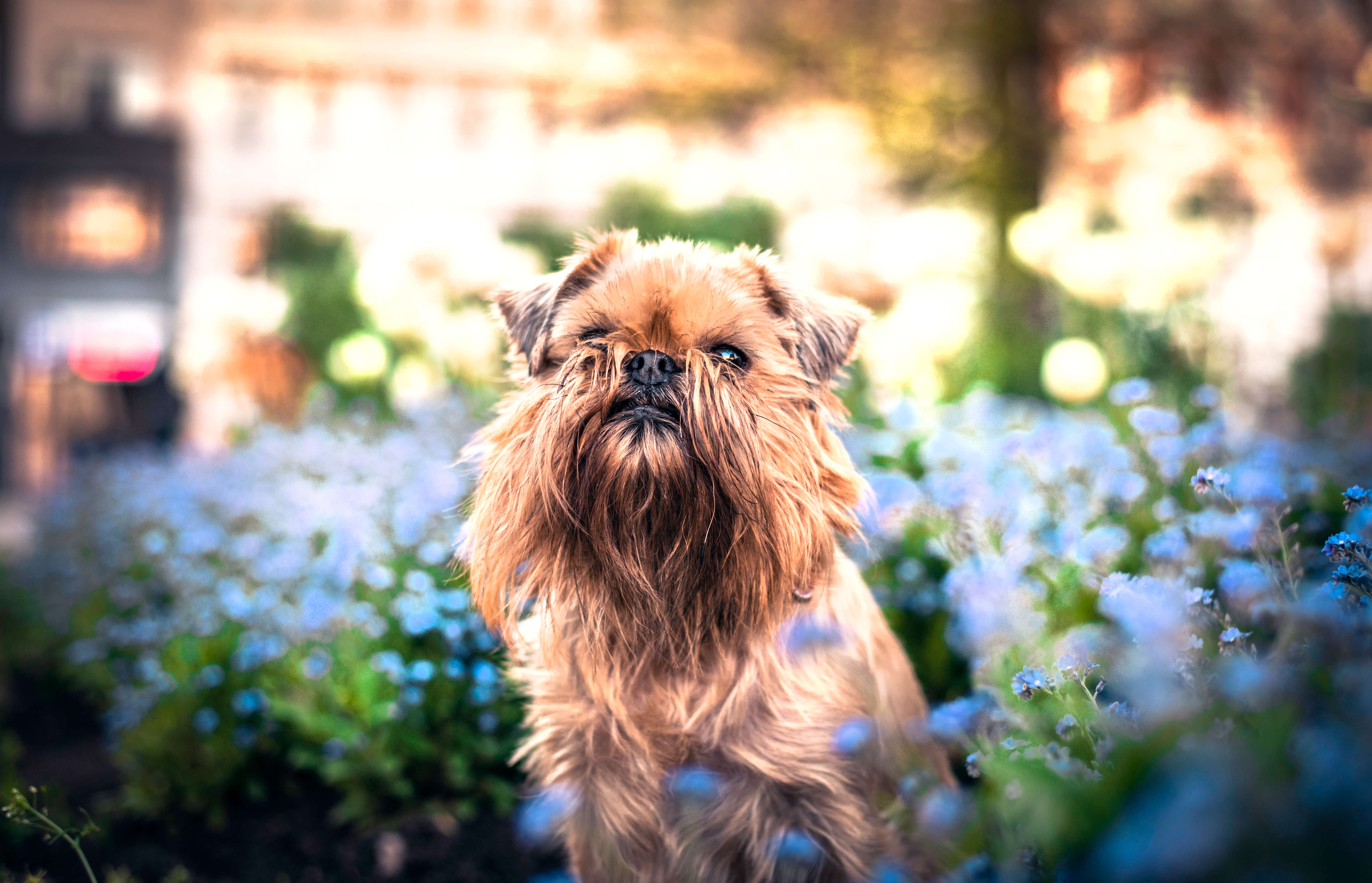 brussels griffon dog