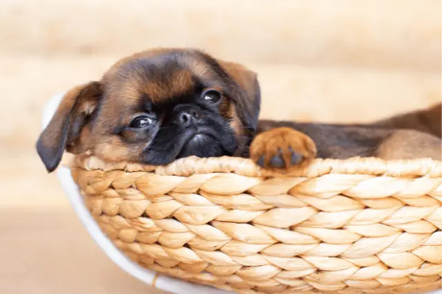 Brussels Griffon