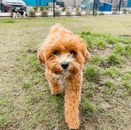 bubba the yorkiepoo