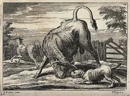 bull baiting