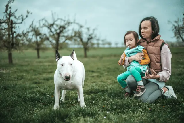 Bull Terrier