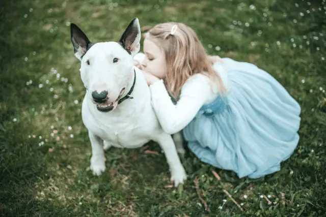 Bull Terrier