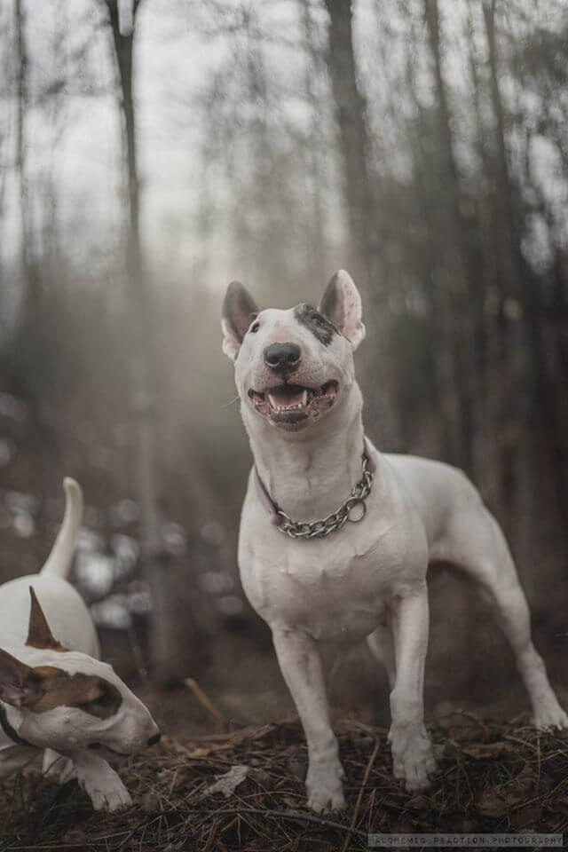 bull terrier dog