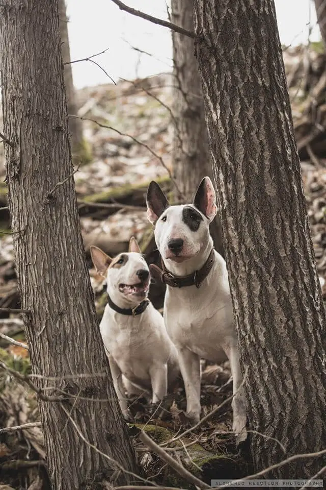 bull terrier dogs in woods