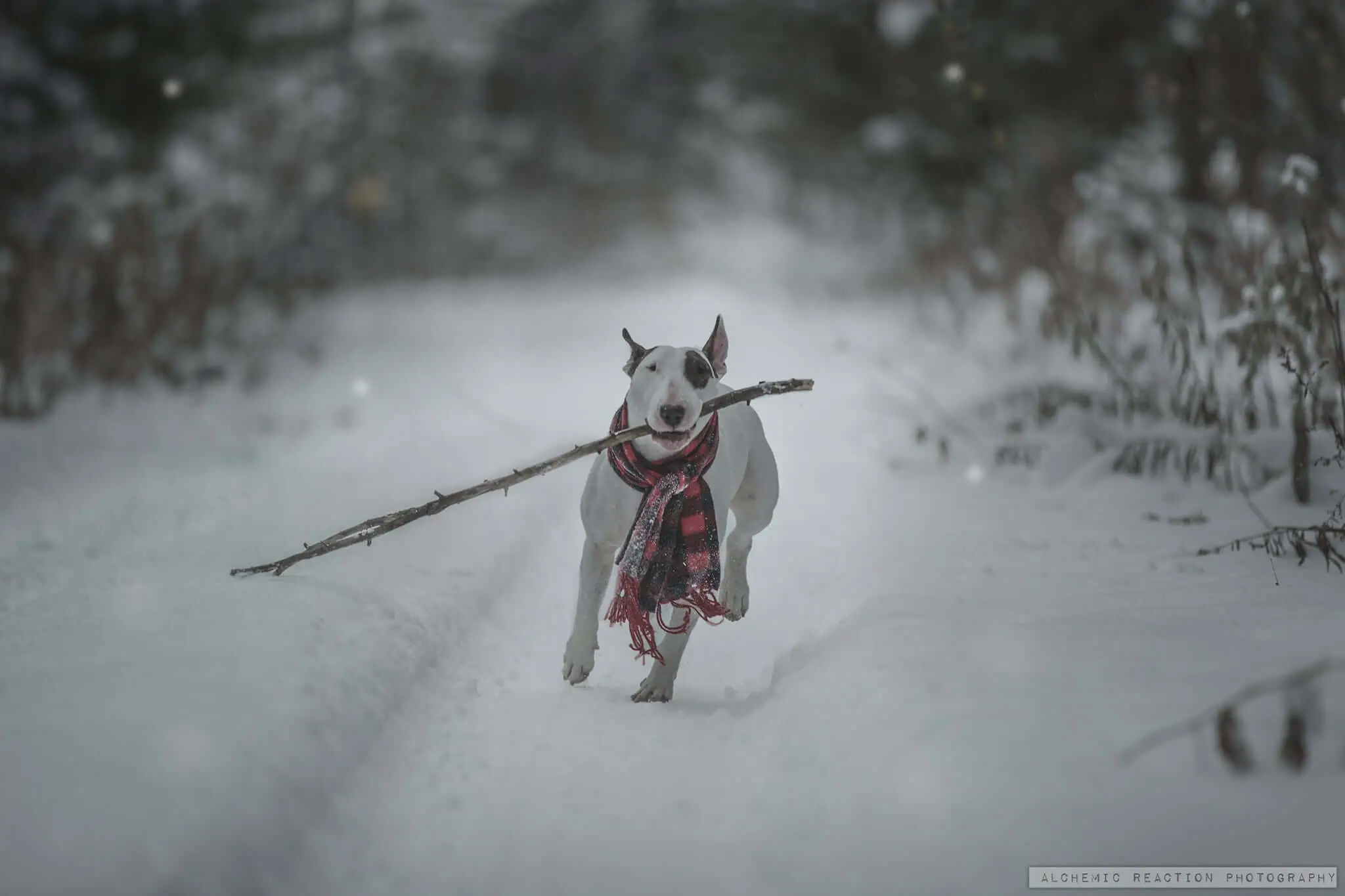 bull terrier on snow