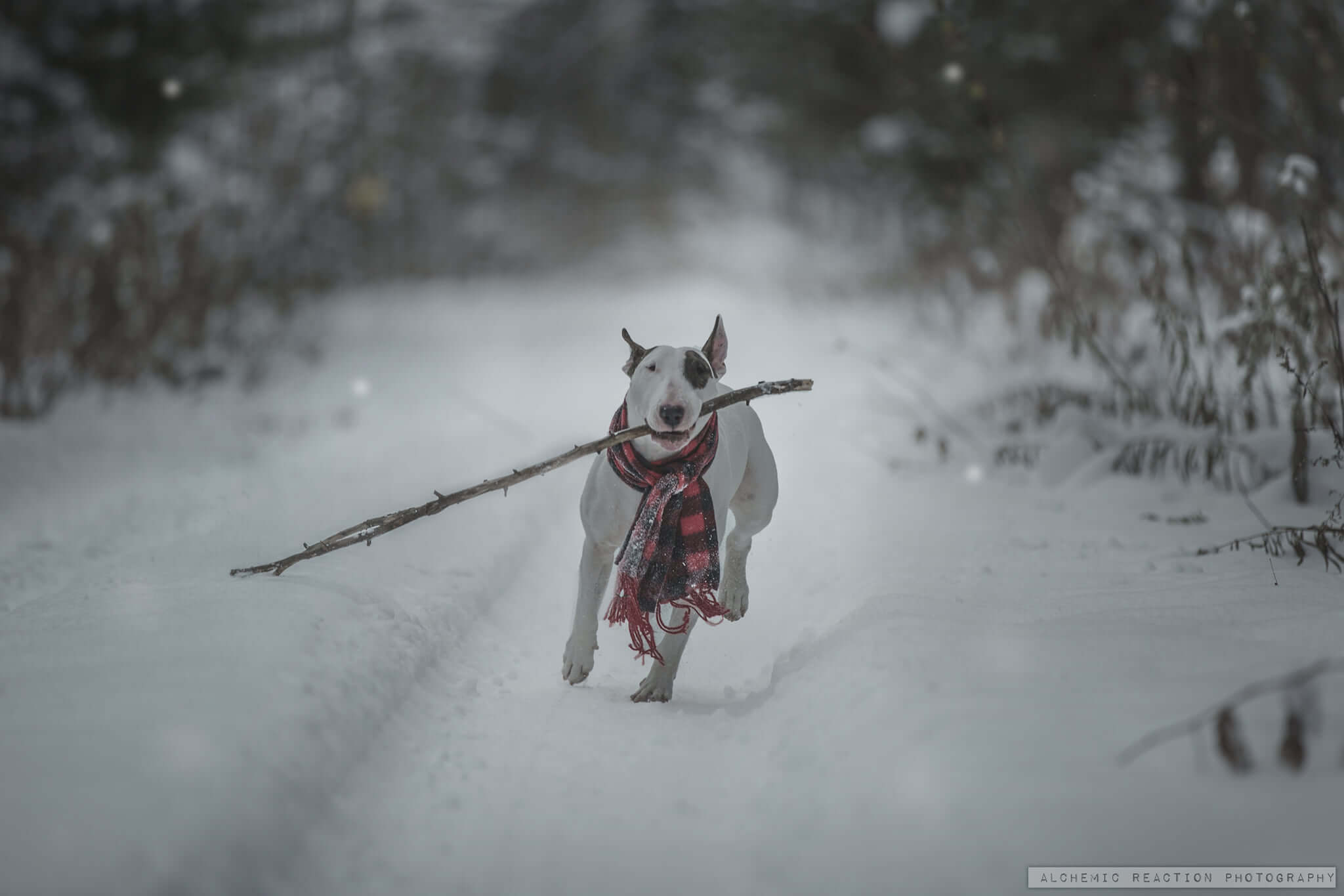 bull terrier 