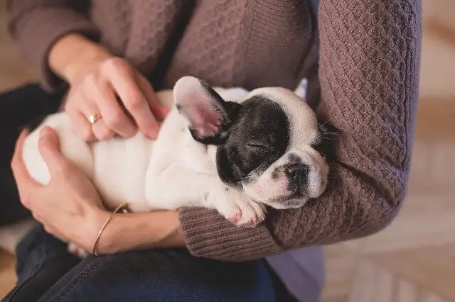 bulldog french puppy