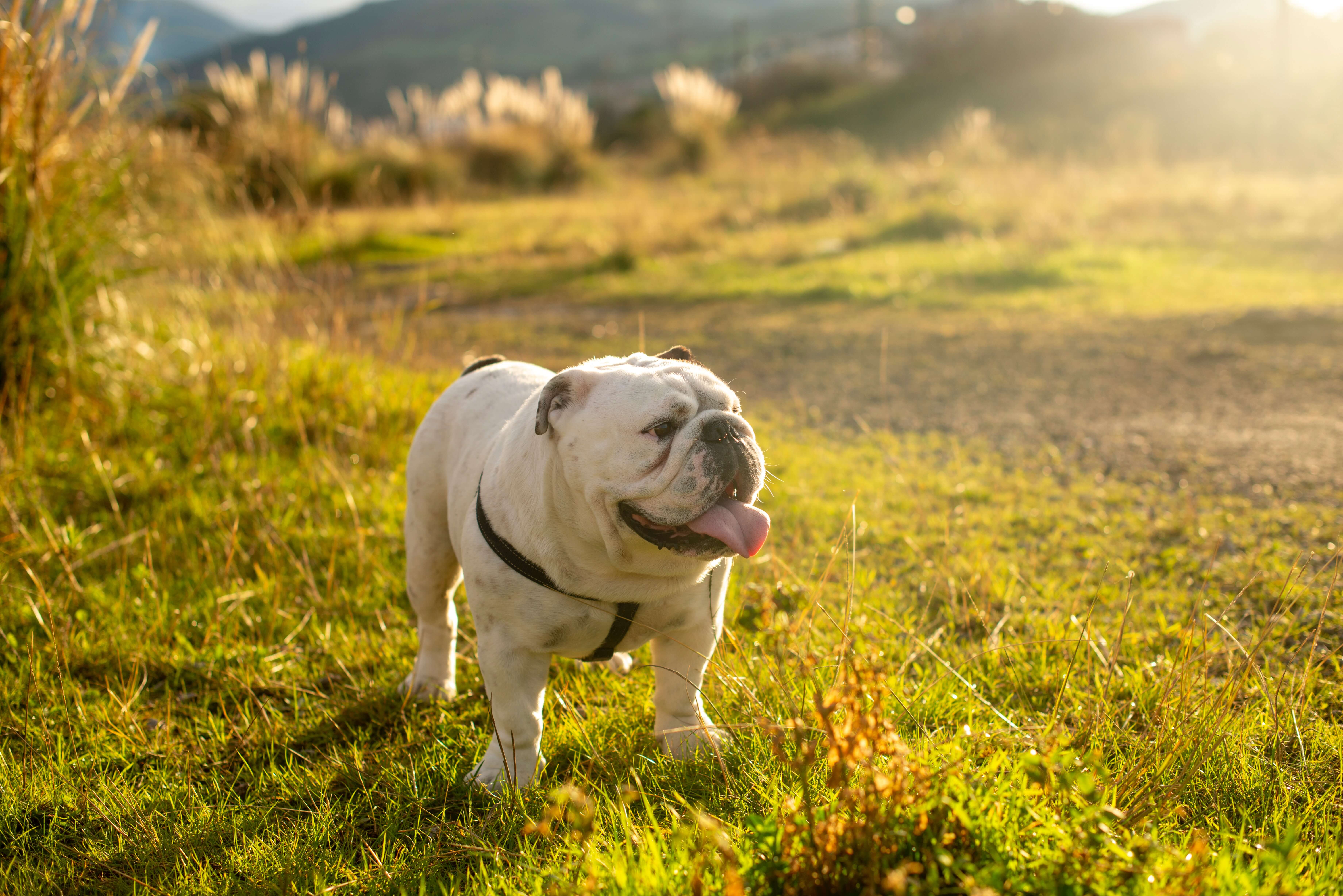 bulldog in nature