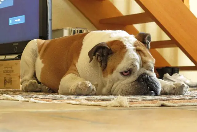 bulldog laying