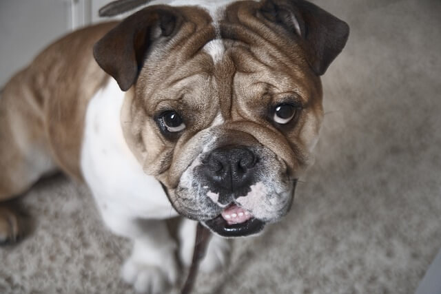 bulldog looking