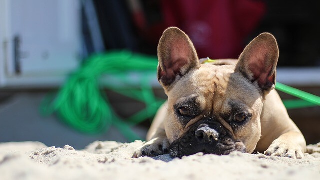 bulldog en la playa