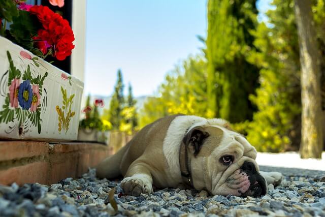 bulldog on ground