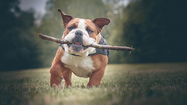 bulldog playing