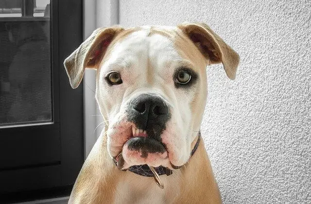 bulldog portrait