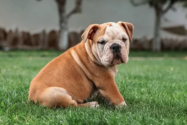 cucciolo di bulldog