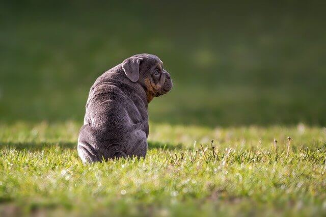 cachorro bulldog en un parque