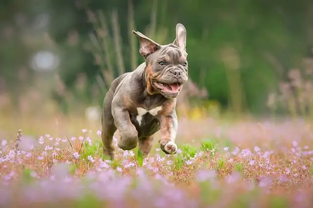 bulldog puppy running