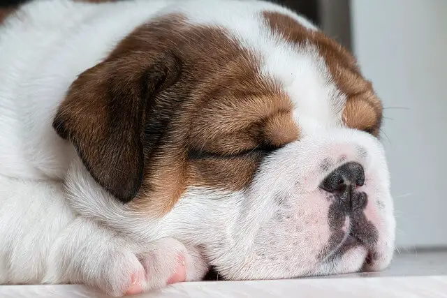 cachorro bulldog durmiendo