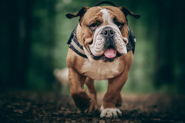 bulldog corriendo