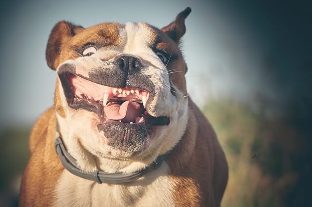 bulldog running