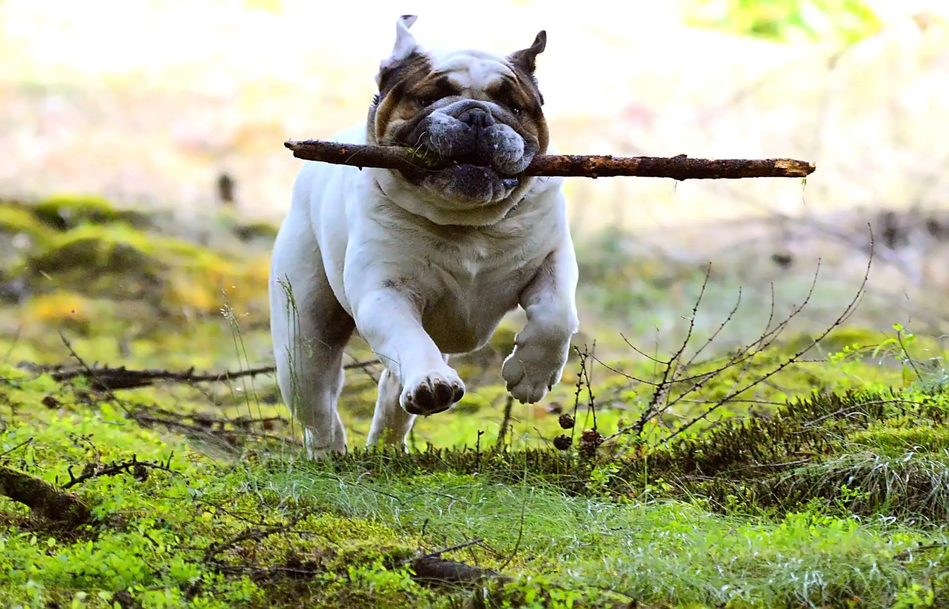 bulldog running with a stick