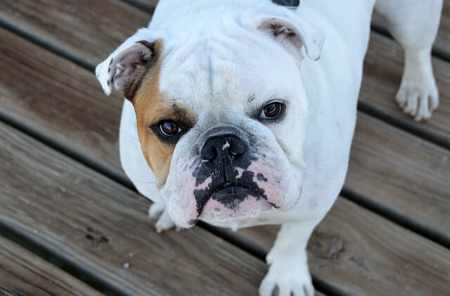 bulldog