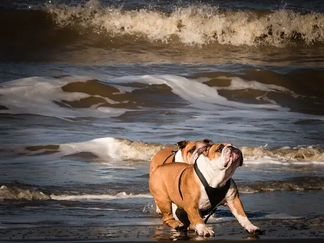 bulldogs on the beach