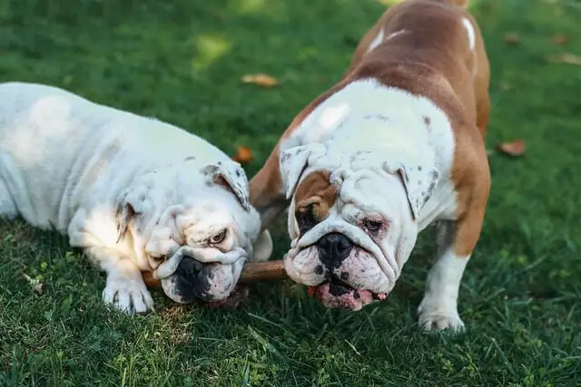 bouledogues jouant