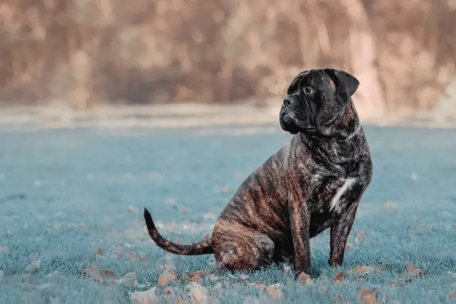 Bullmastiff