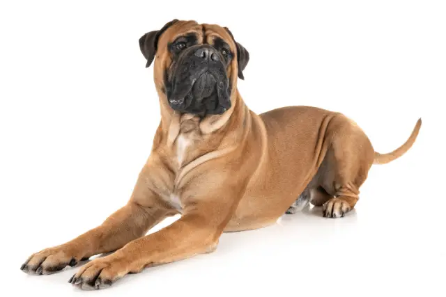 Bullmastiff