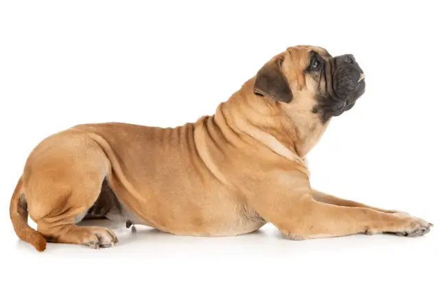 Bullmastiff