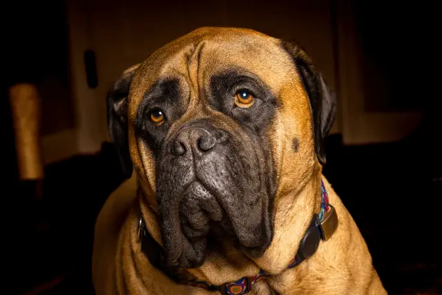 Bullmastiff